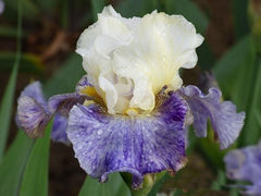 Bulbi Iris Germanica White Lila - 1 Rizom - Aqua Flowers