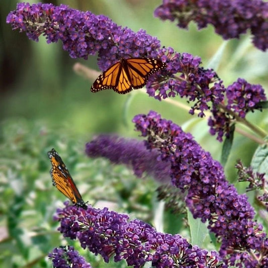 Liliac de Vara - Buddleja davidii Black Knight - Ghiveci P15 - Ghiveci - Aqua Flowers