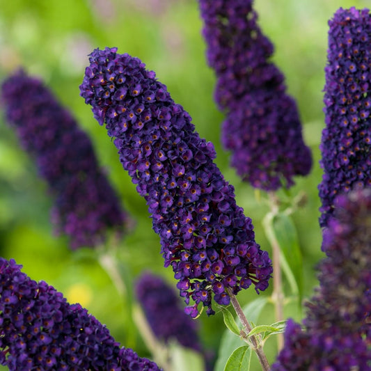 Liliac de Vara - Buddleja davidii Black Knight - Ghiveci P15 - Ghiveci - Aqua Flowers
