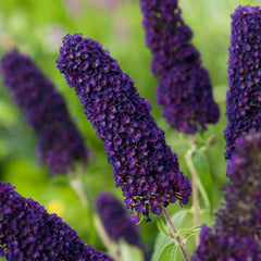 Liliac de Vara - Buddleja davidii Black Knight - Ghiveci P15 - Ghiveci - Aqua Flowers