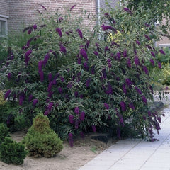 Liliac de Vara - Buddleja davidii Black Knight - Ghiveci P15 - Ghiveci - Aqua Flowers