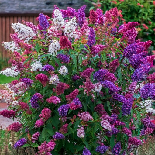 Liliac de vara - Buddleja Davidii Tricolor Mov-Alb-Roz - Ghiveci - H 30 - 40 cm