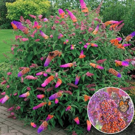 Liliac de Vara - Buddleja davidii Weyeriana Flower Power - Ghiveci P15 - Ghiveci - Aqua Flowers