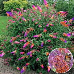 Liliac de Vara - Buddleja davidii Weyeriana Flower Power - Ghiveci P15 - Ghiveci - Aqua Flowers