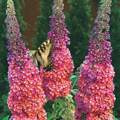 Liliac de Vara - Buddleja davidii Weyeriana Flower Power - Ghiveci P15 - Ghiveci - Aqua Flowers