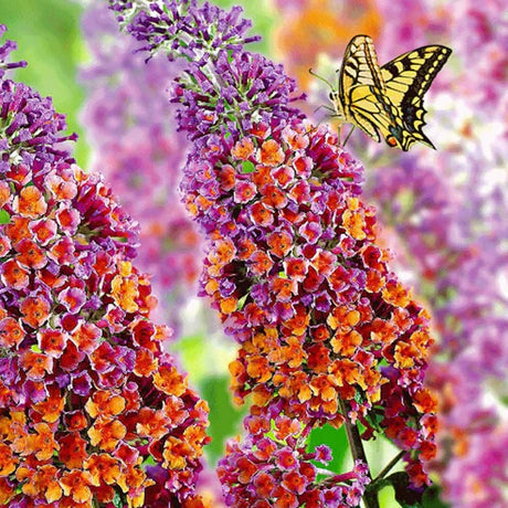 Liliac de vara - Buddleja Butterfly Candy - Ghiveci - 60 - 70 cm