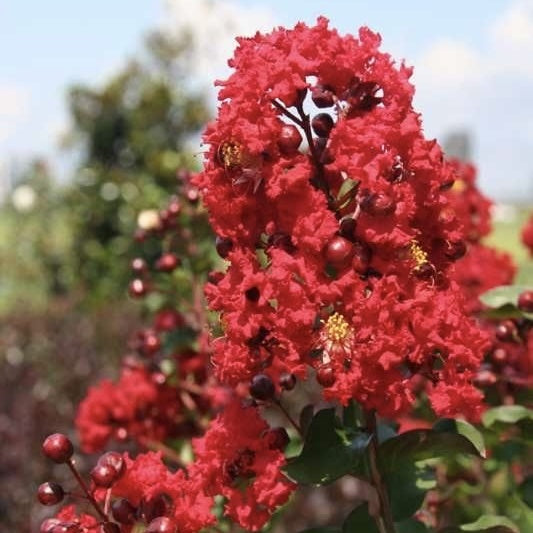 Liliac Indian - Indica Red - Ghiveci 2L - Aqua Flowers