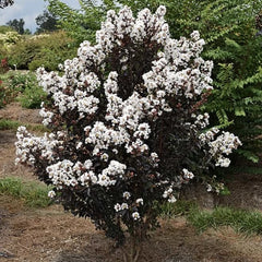 Liliac Indian - Lunar Magic Alb - Ghiveci 2L - Aqua Flowers