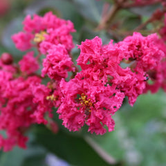 Liliac Indian - Pink Velour - Ghiveci 2L - Aqua Flowers