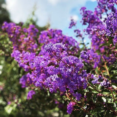 Liliac Indian - Purple Magic - Ghiveci 2L - Aqua Flowers