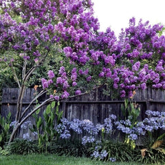 Liliac Indian - Purple Magic - Ghiveci 2L - Aqua Flowers