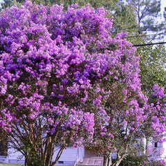 Liliac Indian - Purple Magic - Ghiveci 2L - Aqua Flowers