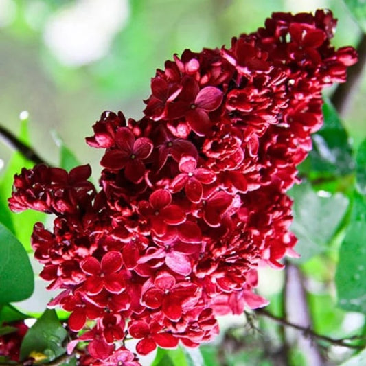 Liliac Rosu Double Syringa - Ghiveci 2L - inaltime la livrare 70-90cm - Aqua Flowers