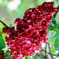 Liliac Rosu Double Syringa - Ghiveci 2L - inaltime la livrare 70-90cm - Aqua Flowers