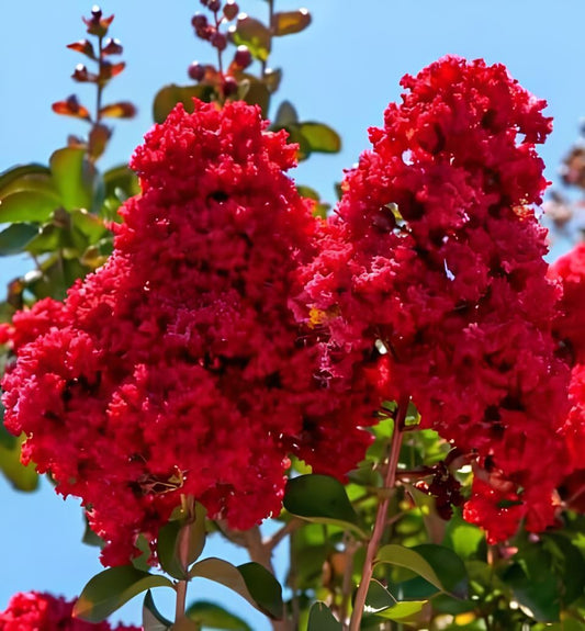 Liliac Rosu Double Syringa - Ghiveci 2L - inaltime la livrare 70-90cm - Aqua Flowers
