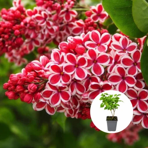 Liliac Syringa – bicolor alb cu roșu - Ghiveci P9