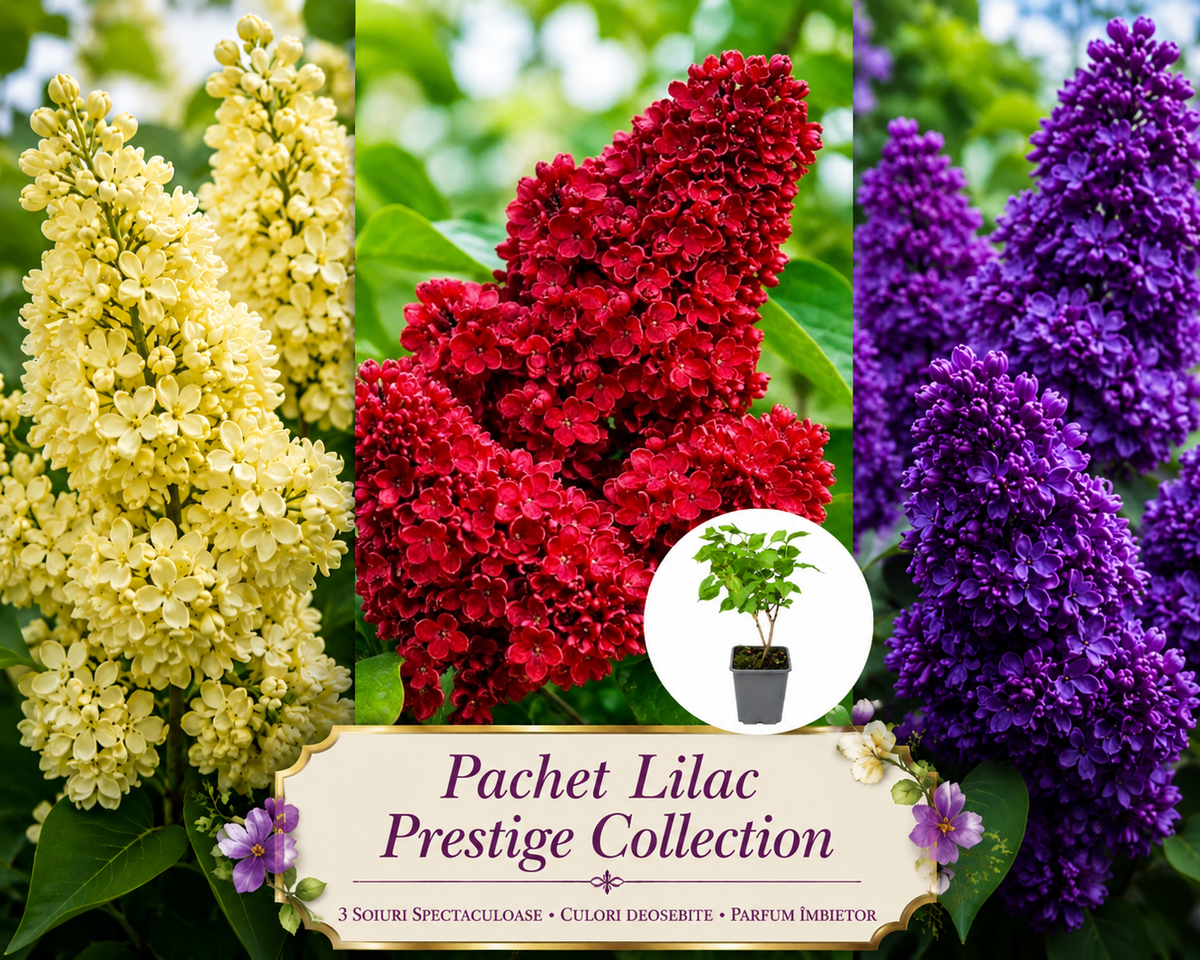 Pachetul Liliac Prestige Ghiveci P9 Collection! 🌸