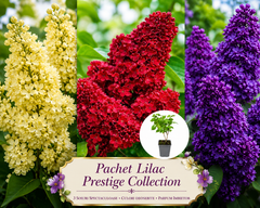 Pachetul Liliac Prestige Ghiveci P9 Collection! 🌸