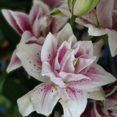 Bulb Crin Double Pleasure - Pachet 1 Bulb - Aqua Flowers