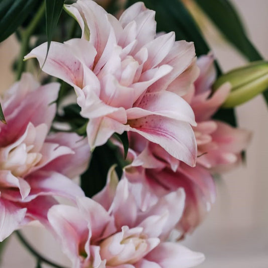 Bulb Crin Double Pleasure - Pachet 1 Bulb - Aqua Flowers