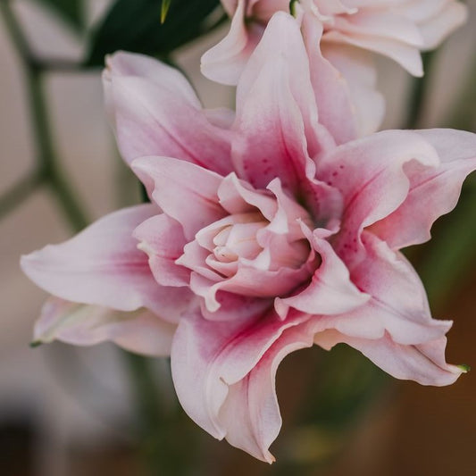 Bulb Crin Double Pleasure - Pachet 1 Bulb - Aqua Flowers