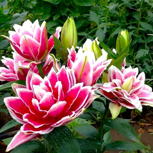 Bulb Crin Double Surprise - Pachet 1 Bulb - Aqua Flowers
