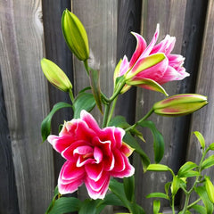 Bulb Crin Double Surprise - Pachet 1 Bulb - Aqua Flowers