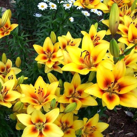 Bulb Crin Grand Cru - Pachet 1 Bulb - Aqua Flowers