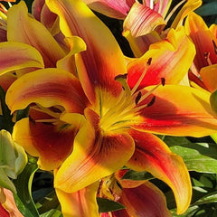 Bulb Crin Holland Beauty - Pachet 1 Bulb - Aqua Flowers