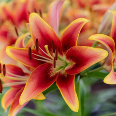 Bulb Crin Holland Beauty - Pachet 1 Bulb - Aqua Flowers