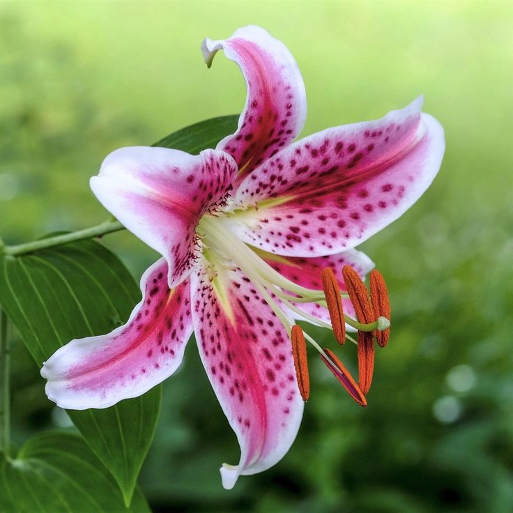 Bulb Crin Stargazer - Pachet 1 Bulb - Aqua Flowers