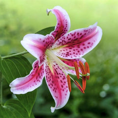Bulb Crin Stargazer - Pachet 1 Bulb - Aqua Flowers