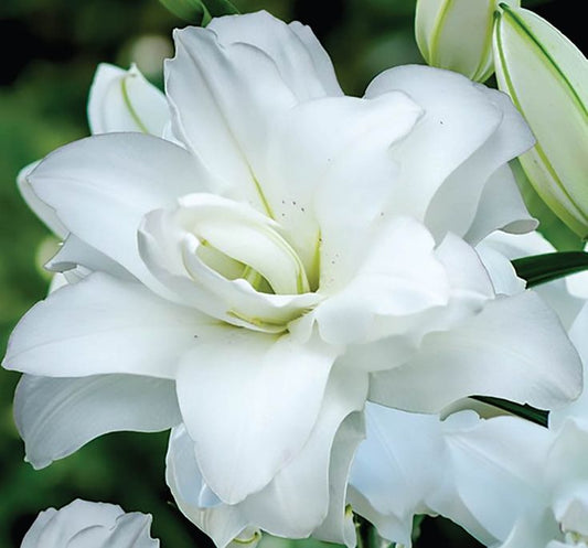 Bulb Crin Touch - Pachet 1 Bulb - Aqua Flowers