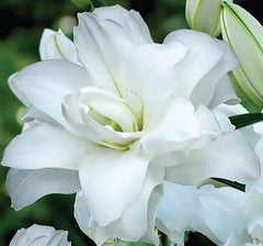 Bulb Crin Touch - Pachet 1 Bulb - Aqua Flowers