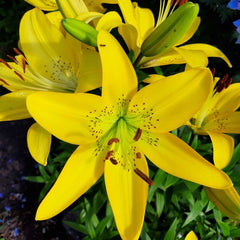 Bulb Crin Yellow Pixels - Pachet 1 Bulb - Aqua Flowers