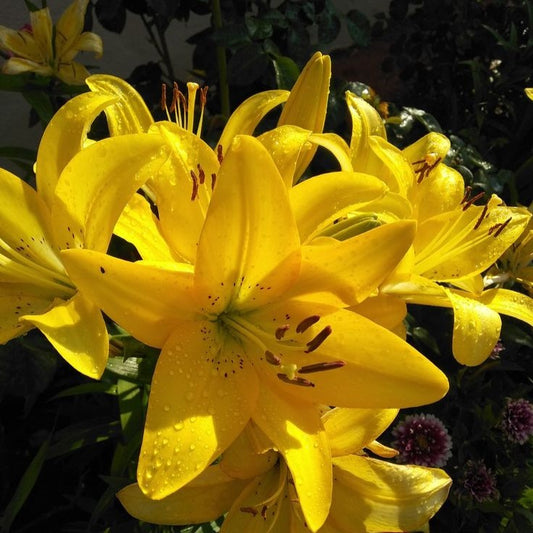 Bulb Crin Yellow Pixels - Pachet 1 Bulb - Aqua Flowers