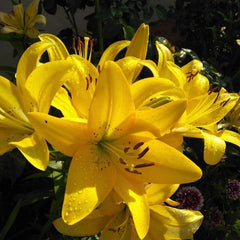 Bulb Crin Yellow Pixels - Pachet 1 Bulb - Aqua Flowers