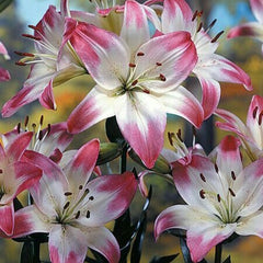 Bulb Crin Lollypop - Pachet 1 Bulb - Aqua Flowers