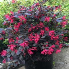 Loropetalum chinensis Fire Dance - Ghiveci 3L
