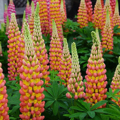 Lupinus - Gladiator - Pachet 1 Radacina - Aqua Flowers