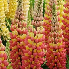 Lupinus - Gladiator - Pachet 1 Radacina - Aqua Flowers
