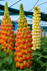 Lupinus - Gladiator - Pachet 1 Radacina - Aqua Flowers