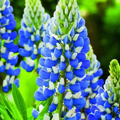 Lupinus - King Blue White - Pachet 1 Radacina - Aqua Flowers