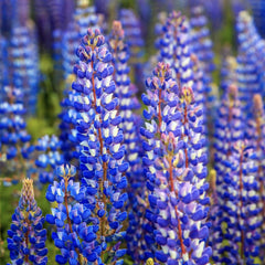 Lupinus - King Blue White - Pachet 1 Radacina - Aqua Flowers
