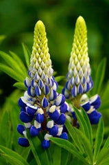 Lupinus - King Blue White - Pachet 1 Radacina - Aqua Flowers