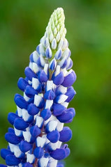 Lupinus - King Blue White - Pachet 1 Radacina - Aqua Flowers