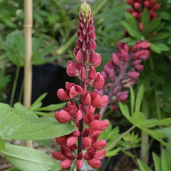 Lupinus - Red Rum - Pachet 1 Radacina - Aqua Flowers