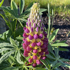 Lupinus - West Manhattan - Pachet 1 Radacina - Aqua Flowers