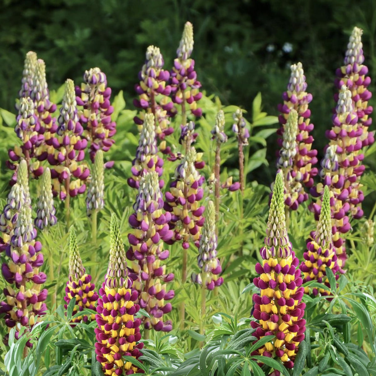 Lupinus - West Manhattan - Pachet 1 Radacina - Aqua Flowers