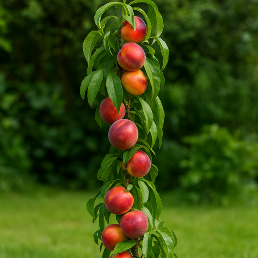 Nectarin Columnar Madego - Rădăcină Ambalată Anul 2-3 - Aqua Flowers